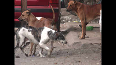 Dogs bite 3, Ambattur residents fear rabies