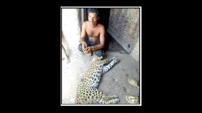 Leopard killed in Udaipur as toll hits 17 this year in Rajasthan