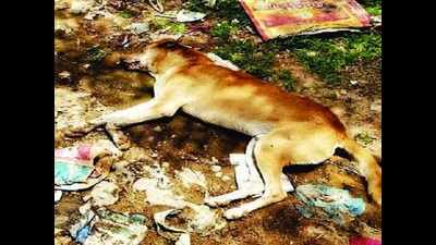 6 stray dogs poisoned in 20 days in Moula Ali