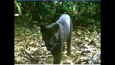 Photos: Odisha's Sundargarh jungle spots rare black panther in 26 years