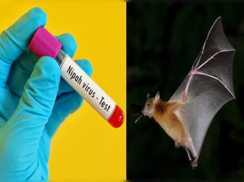 Here’s how you can protect yourself from the deadly Nipah Virus