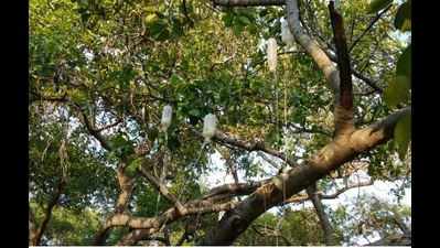Pillalamarri, the great banyan tree in Telangana, is on deathbed