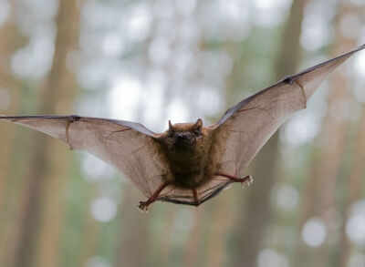 10 facts about Nipah Virus you must know!