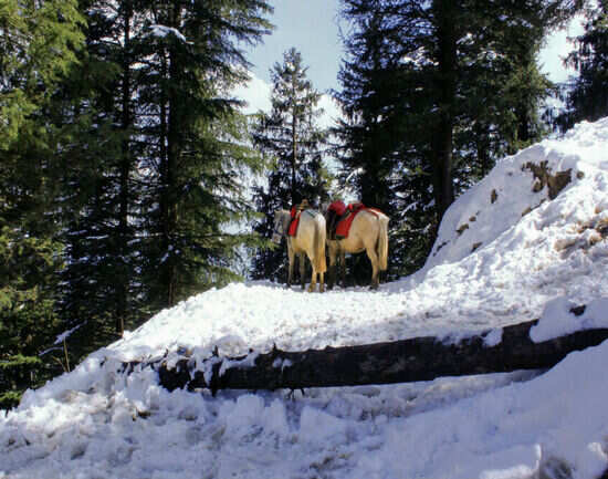 Places near Shimla that are perfect for weekend getaways