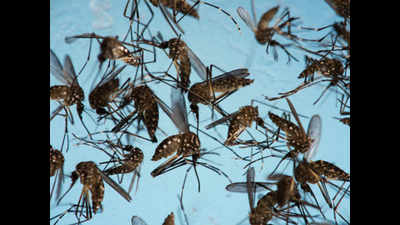 14,000 houses test positive for mosquito breeding