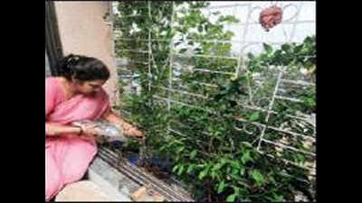 Vimannagar residents to fight indoor pollution with plants