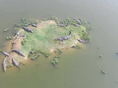 Charotar wetlands home to 233 crocodiles