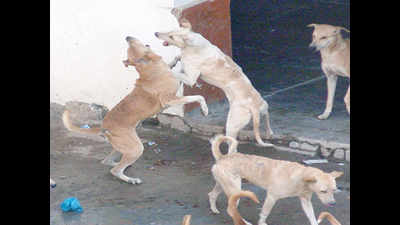8-year-old injured in dog attack in Sitapur