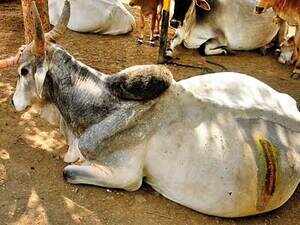 85 kg plastic waste removed from stomach of an abandoned bull