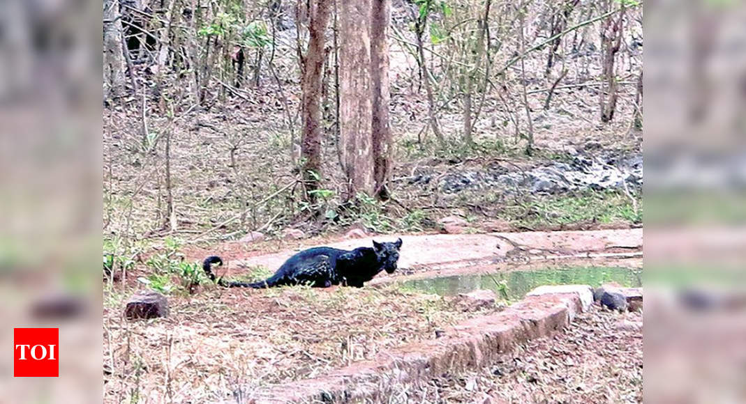 Black panther in Maharashtra: Rare black panther spotted in tiger reserve