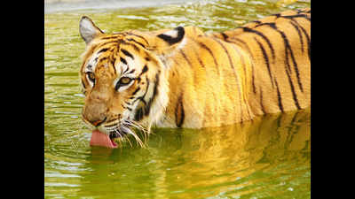 3 tiger safaris to be set up in Andhra Pradesh; city gets 1