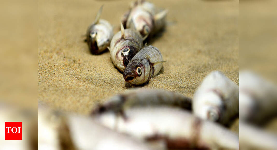 Dead fish float at lake in Hari Om Nagar due to toxins | Thane News ...