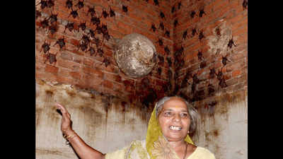 Gujarat: This ‘bat woman’ is not scared of Nipah virus