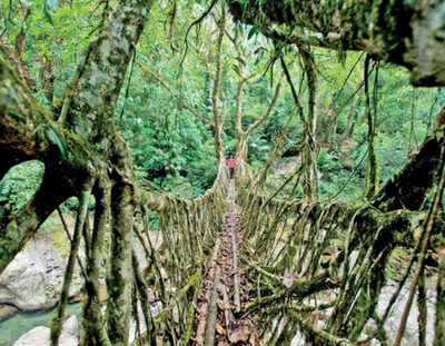 Wet & Wild - Times of India