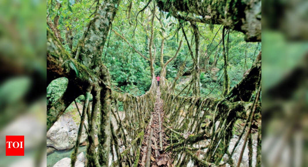 Wet & Wild - Times of India