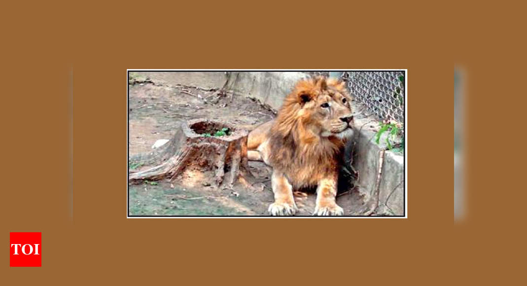 Maharashtra to get lion and lioness from Gujarat, gift tiger and tigress in  return | Mumbai News - The Indian Express