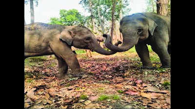 Karnataka elephants face language challenge in UP