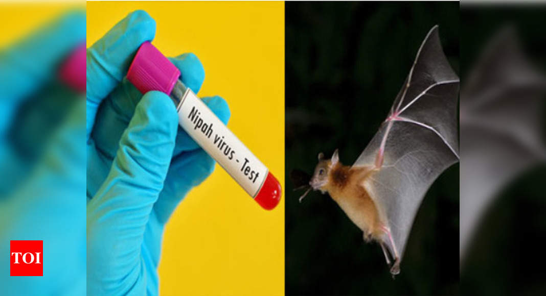 Bat samples test negative | Kozhikode News - Times of India