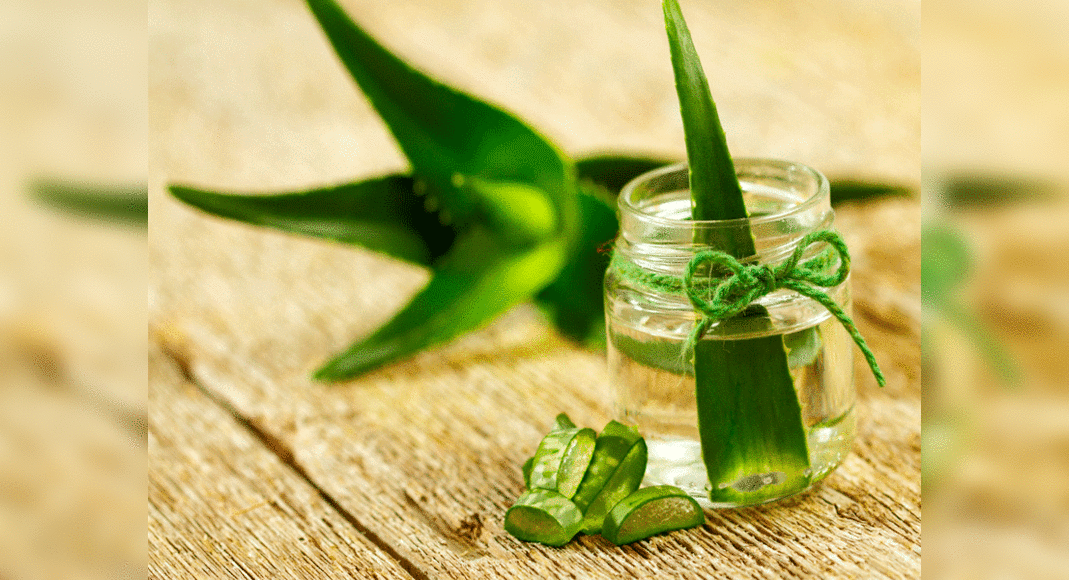 How to make aloe vera gel at home | The Times of India