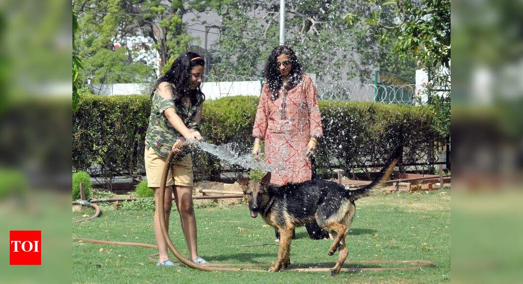 How Agra pets are beating the heat! Agra News Times of India