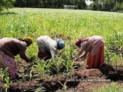 Only 7% insurance claims for 2017 kharif crop paid in Maharashtra