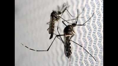 Indian Zika strain distinct from African, South American