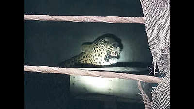 60-year-old fights off leopard to save 75-year-old in Karnataka