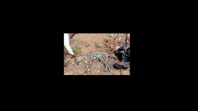 Poaching? Leopard found dead
