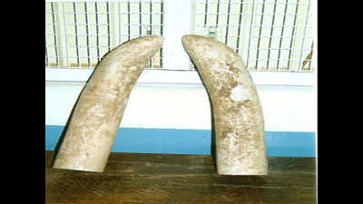 DRI recovers 24 pieces of ivory in Guwahati