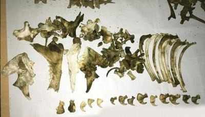CBI arrests wildlife contraband dealer with 7 kg of tiger bones