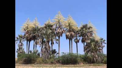Rare talipot palm found in Chennai