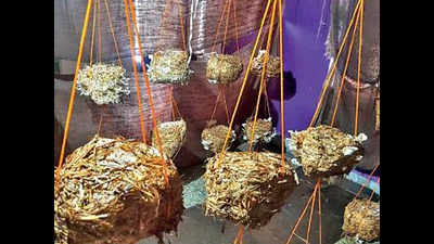 Mushroom farming offers lucrative returns to Punekars