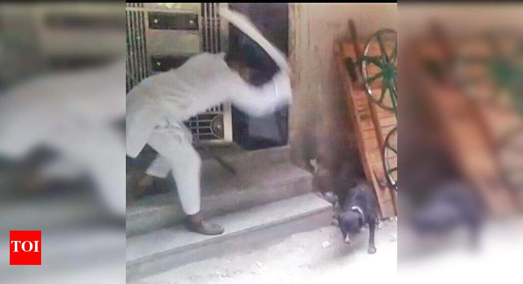 Viral clips capture killing of stray dogs Delhi News Times of India