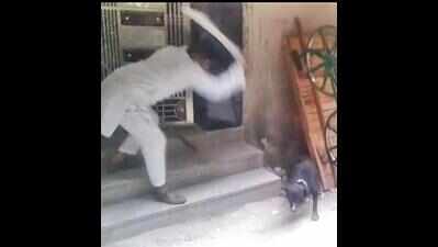 Viral clips capture killing of stray dogs | Delhi News - Times of ...