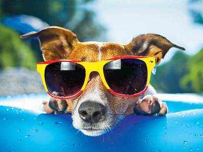 How Hyderabad’s pets are beating the dog days of summer