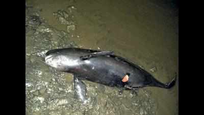 Dead finless porpoise found in Tapi near ONGC bridge