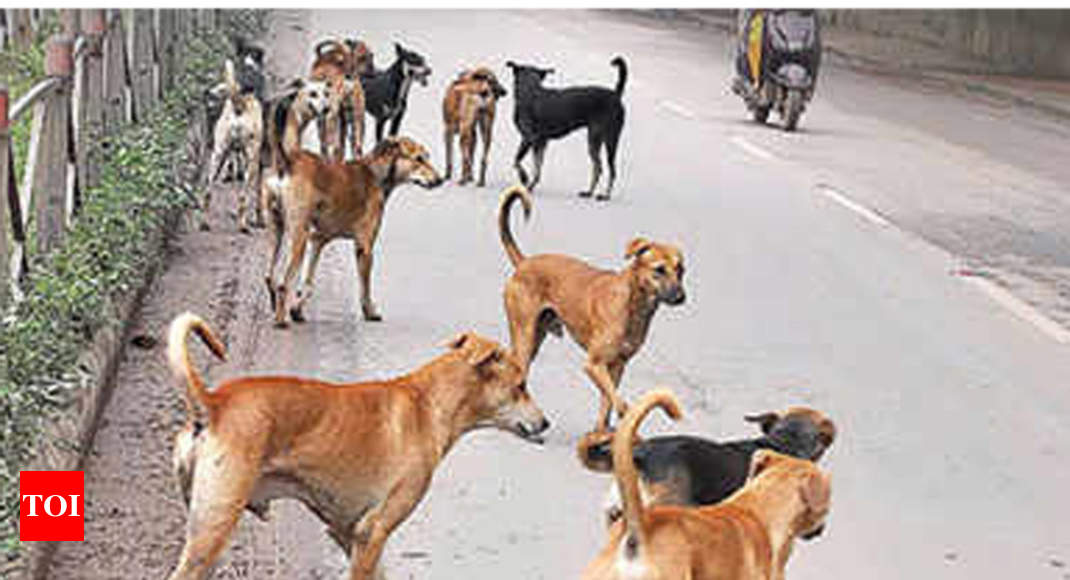 culling-of-stray-dogs-sc-issues-notices-to-up-govt-animal-welfare