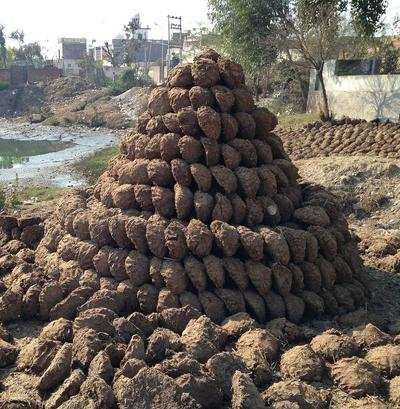 Nmc Buys Cow Dung Cakes Worth Rs 20 85 Lakh For Cremations Sans