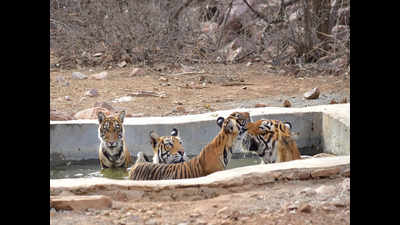 Tiger family gives a happy surprise at Ranthambore National Park