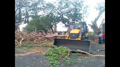 Pre-monsoon showers lash Amreli, over 100 trees uprooted