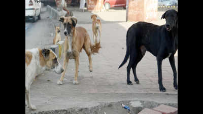 Dog control budget hiked to Rs 2.5 crore