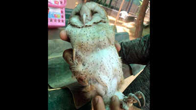 Barn owl rescued from Gurugram bungalow | Gurgaon News - Times of ...