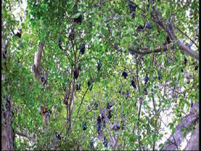 Village venerated bats. Nipah virus has it in cold sweat