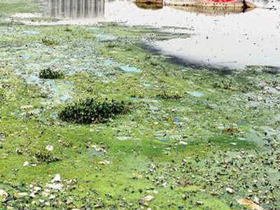 Rs 1,000 crore flushed down in 15 years, Hussainsagar swims in filth
