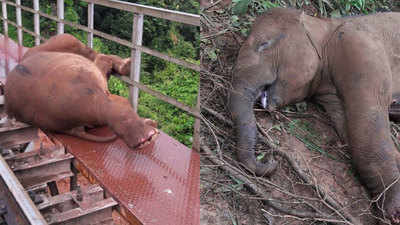 Karnataka: Two elephant calves die after being hit by train inside forest area