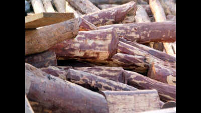 At 1st global e-auction, 45MT red sanders sold for Rs 8 crore | Mumbai ...
