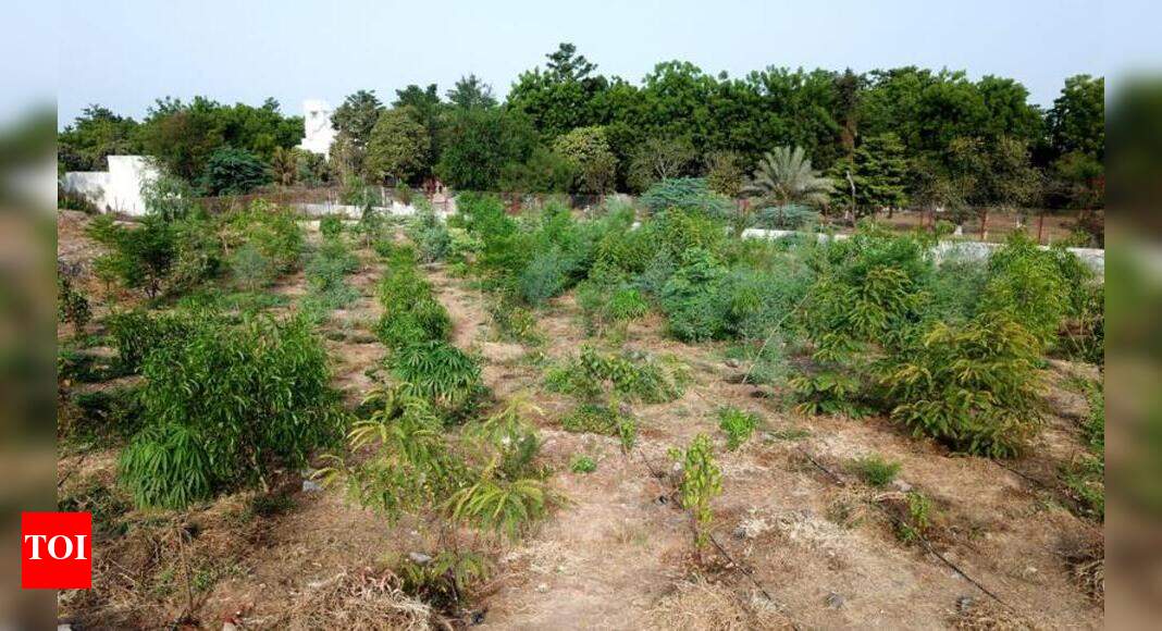 Vadsar landfill site turns into tree museum Vadodara News Times of
