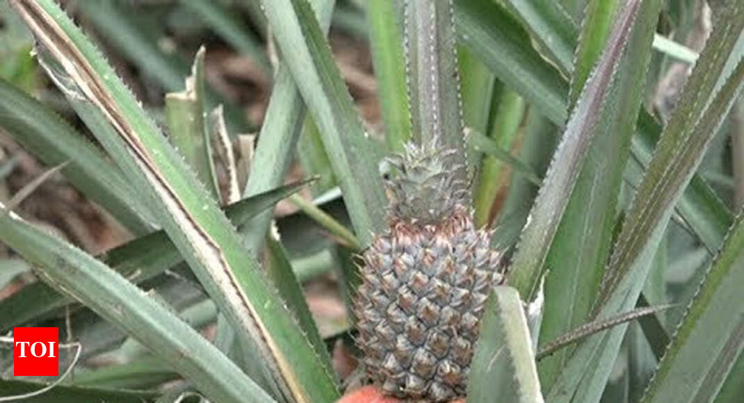 President declares queen pineapple as Tripura's 'State Fruit' India