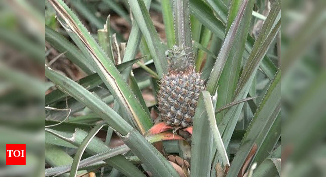President declares queen pineapple as Tripura's 'State Fruit' India