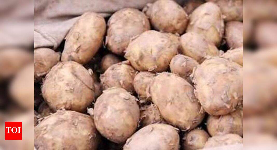 Potato Prices Mumbai Potato prices rise to Rs 25 up from Rs 16, with